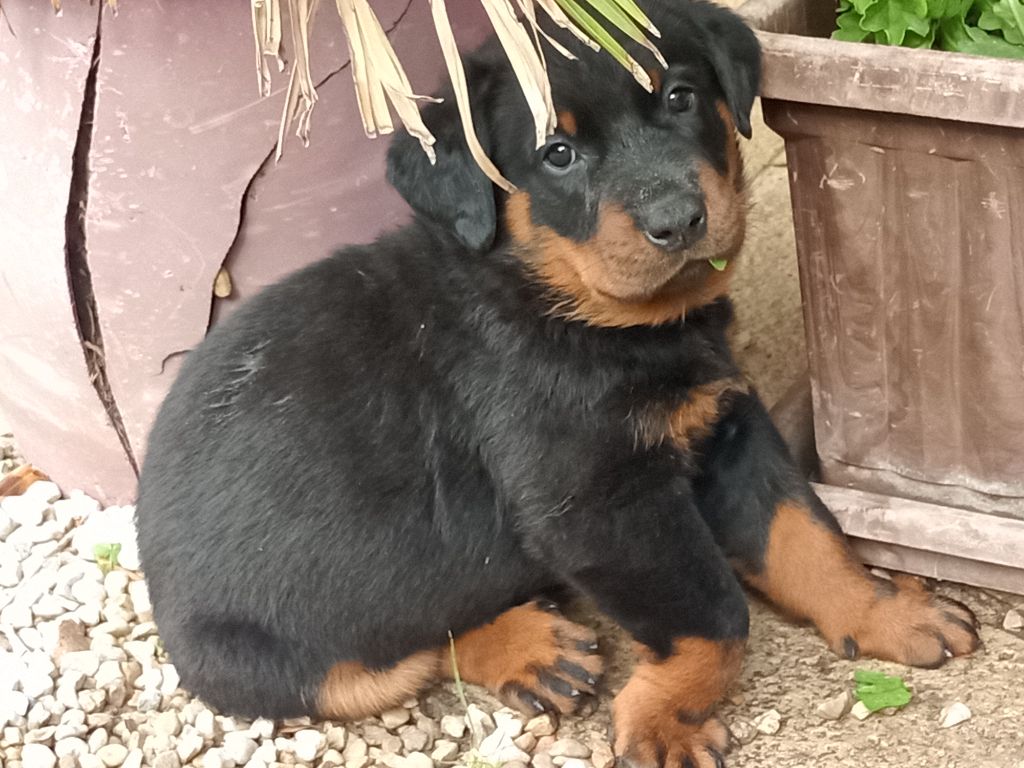 Du Sentier Du Fartz - Chiots disponibles - Berger de Beauce