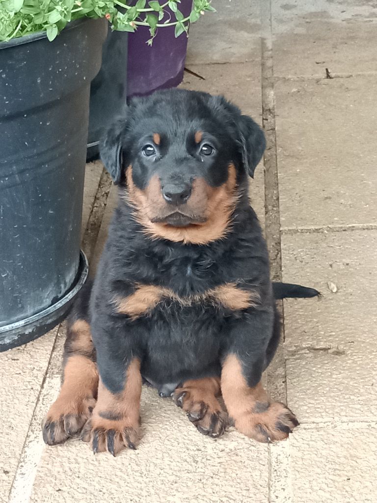 Du Sentier Du Fartz - Chiots disponibles - Berger de Beauce